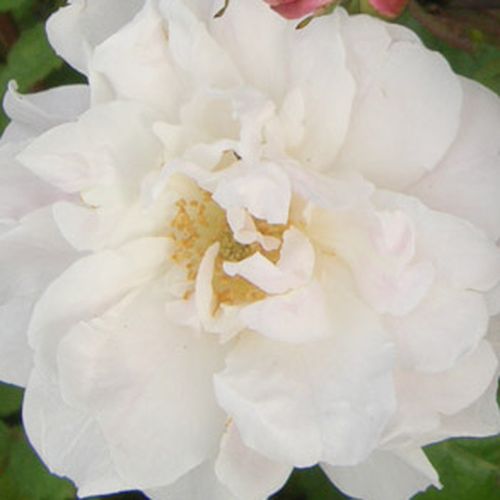 Růže online koupit v prodejně - Bílá - Historické růže - Rambler, Schlingrosen - diskrétní - Rosa  Venusta Pendula - - - V plně rozkvetlých stavu má výrazně zlato žluté tyčinky.